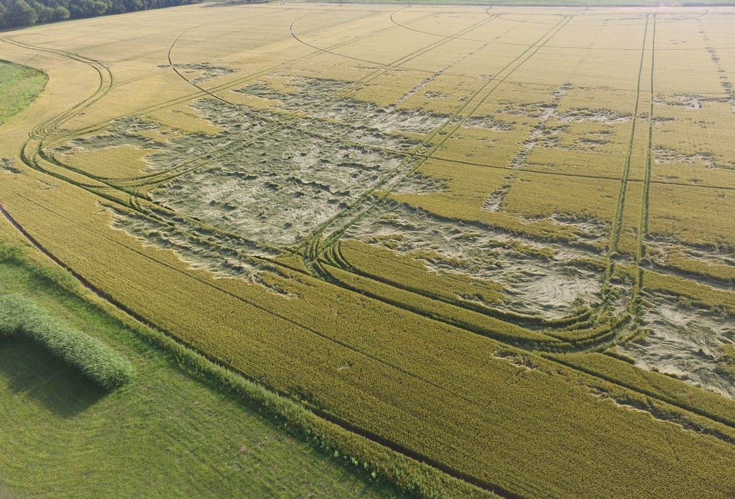 Lodged wheat